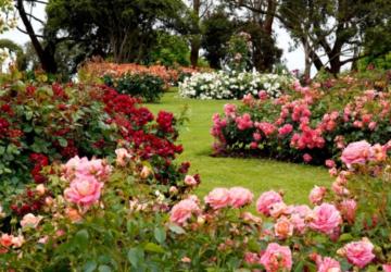 Yılbaşı hareketliliği çiçek sektörünü canlandırdı: 35 ülkeye 12 milyon dolarlık ihracat