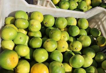 Ekim ayında mandalina ihracatında yüzde 144'lük rekor artış