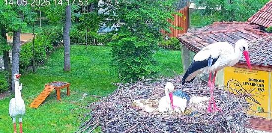 Düşkün Leylekler Evi'nde engel tanımayan aşk