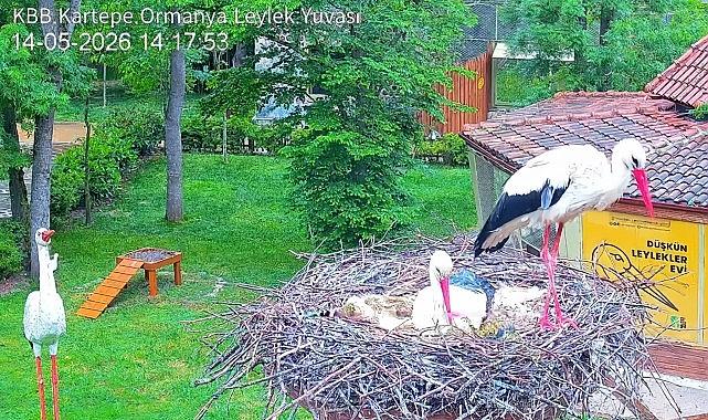 Düşkün Leylekler Evi'nde engel tanımayan aşk