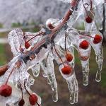 Zirai Don İçin Riskli Dönem Yaklaşıyor