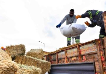 ABB’den manda yetiştiricilerine ücretsiz kaba yem ve arpa desteği