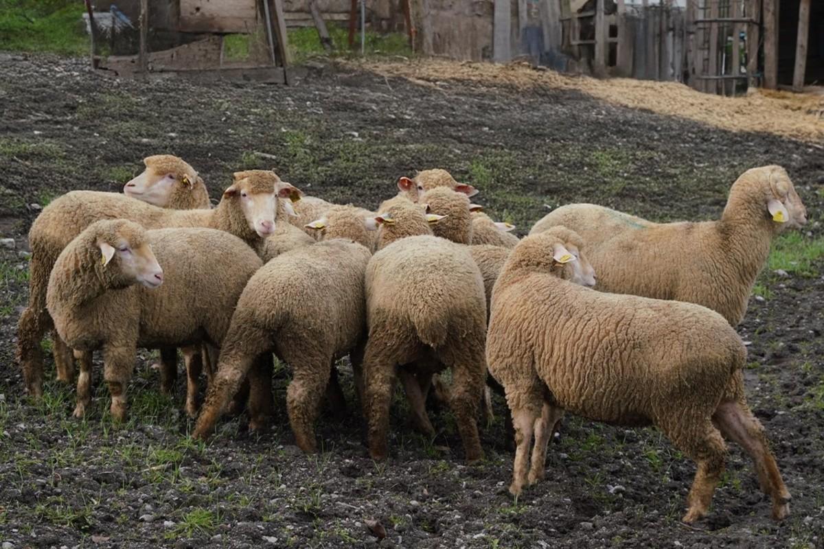 Balıkesir Büyükşehir’den Çiftçiye %100 Damızlık Desteğİ