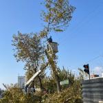 Adıyaman’da Ağaçlarda Yüksek Budama Çalışmaları Sürüyor