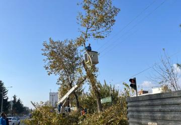 Adıyaman’da Ağaçlarda Yüksek Budama Çalışmaları Sürüyor