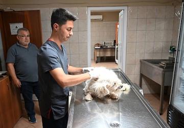 Kemer Belediyesi “Can dostlarına" sahip çıkıyor