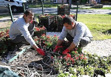 Kemer yaz sezonuna hazırlanıyor: İlçe petunyalarla süsleniyor
