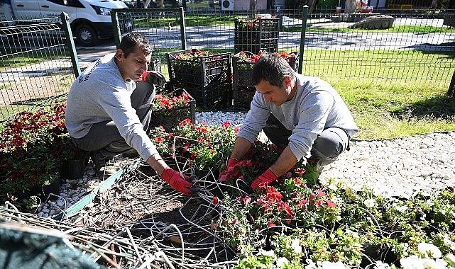 Kemer yaz sezonuna hazırlanıyor: İlçe petunyalarla süsleniyor