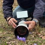 Keltepe Çiğdemi büyüledi