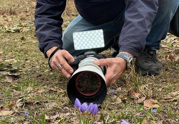 Keltepe Çiğdemi büyüledi