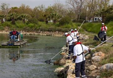 Çakalburnu Lagünü'nden Körfez'e yayılan yosunlara yoğun müdahale