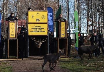 8 kızıl geyik daha Kuzuyayla'da doğaya salındı