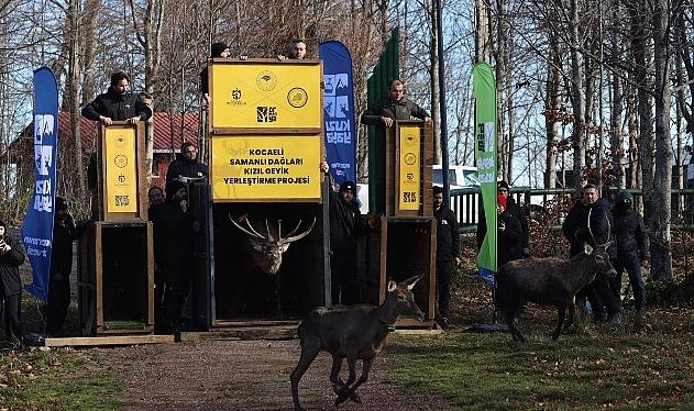 8 kızıl geyik daha Kuzuyayla'da doğaya salındı
