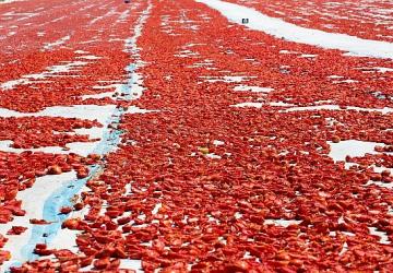 Meyve sebze mamulleri ihracatında aslan payı Ege Bölgesi'nin