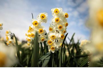 Bayındır Nergis Festivali'nde Gökçe Rüzgarı Esecek