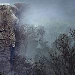 Hayalet Filler', 11 Mart Çarşamba 20.00'de National Geographic WILD Ekranlarında!