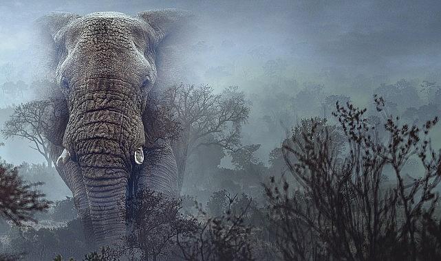 Hayalet Filler', 11 Mart Çarşamba 20.00'de National Geographic WILD Ekranlarında!