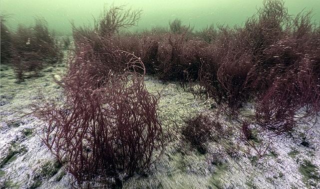 Mekânın sahipleri geri döndü