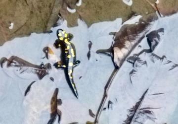 Kahramanmaraş’ta havuzda anadolu semenderi görüldü