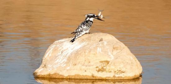 Adıyaman’da İlk Kez Alaca Yalı Çapkını Görüntülendi - Videolu Haber