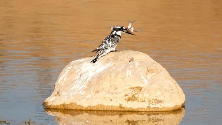 Adıyaman’da İlk Kez Alaca Yalı Çapkını Görüntülendi - Videolu Haber