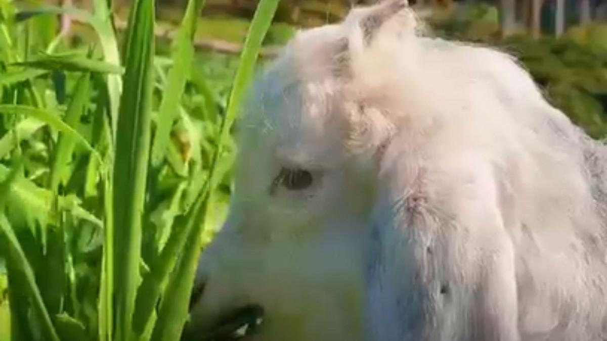 Minik kuzunun yem keyfi sosyal medyada ilgi odağı oldu - Videolu Haber