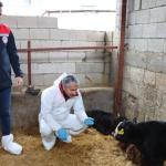 Adıyaman’da ‘Kırsalda Bereket, Hayvancılığa Destek Projesi’ ilk sonuçlarını verdi