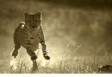 'Büyük Kediler Dünyası', 1 Şubat Pazar 20.00'de National Geographic WILD Ekranlarında!