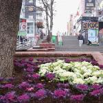 Çansera'dan Kent Merkezine Kış Renkleri