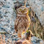 Sessiz Avcı Kukuma Baykuşu Adıyaman’da görüntülendi