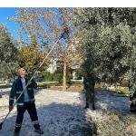 Milas Belediyesi Park ve Yeşil Alanlarda Zeytin Hasadına Devam Ediyor