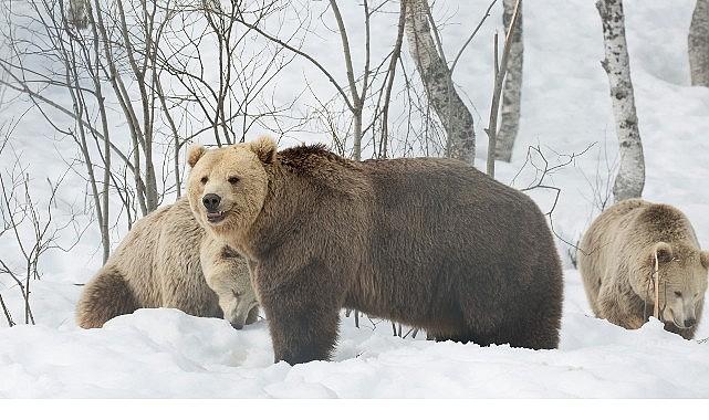'Boz Ayının Kışı', 7 Aralık Pazar 20.00'de National Geographic WILD Ekranlarında!