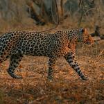 'Mashatu: Leoparların Krallığı', 8 Şubat Pazar Saat 20.00'de National Geographic WILD Ekranlarında!