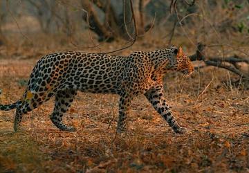 'Mashatu: Leoparların Krallığı', 8 Şubat Pazar Saat 20.00'de National Geographic WILD Ekranlarında!