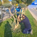 Refüj ve Kavşaklarda Kış Budaması: Şekil Düzenleme ve Korkuluk Yenileme Çalışmaları Sürüyor