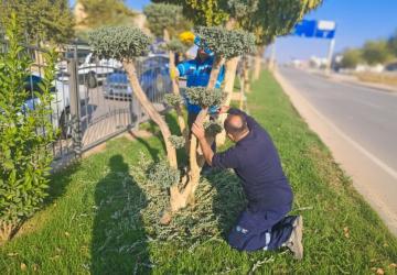 Refüj ve Kavşaklarda Kış Budaması: Şekil Düzenleme ve Korkuluk Yenileme Çalışmaları Sürüyor
