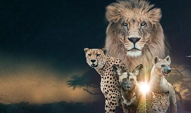 'Vahşi Krallık: Klanların Savaşı', 22 Şubat Pazar Saat 20.00'de İki Bölüm Art Arda National Geographic WILD Ekranlarında!