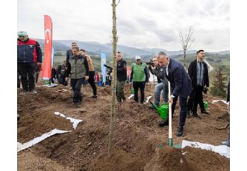 Karamürsel'de yanan bölge 3 bin fidanla yeniden yeşerecek