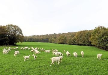 Süt otu desteği meraları berekete kavuşturdu