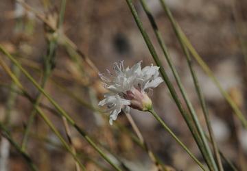 “Çameli pelemiri" bitki literatürüne kazandırıldı