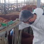 Adıyaman’da şap aşılaması il genelinde sürüyor