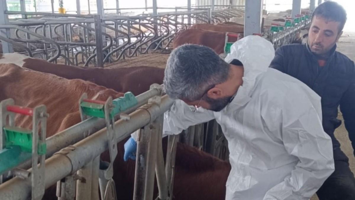 Adıyaman’da şap aşılaması il genelinde sürüyor