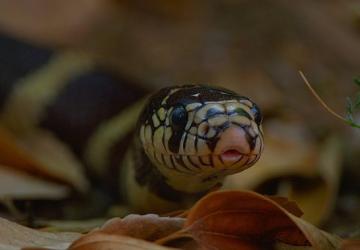 3 Bölümden Oluşan 'Yılanların Gizli Dünyası', 1 Mart Pazar 20.00'de National Geographic WILD Ekranlarında!