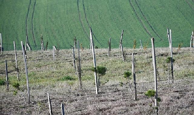 3 yılda 7 bin 761 fidan dikildi