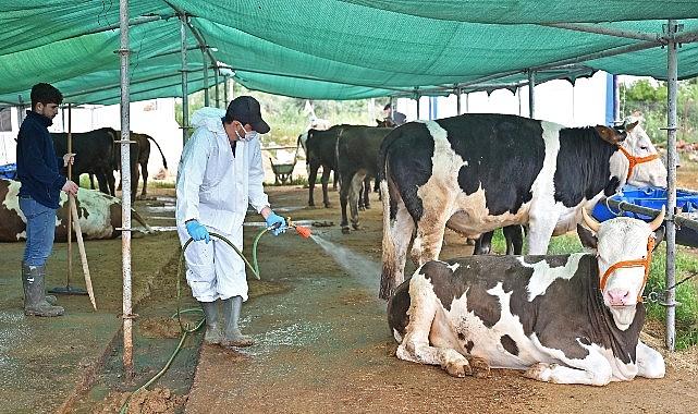 Büyükşehir'den kurban satış alanlarında ilaçlama