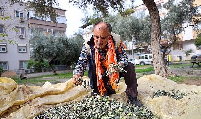 Buca'da zeytin hasadı zamanı