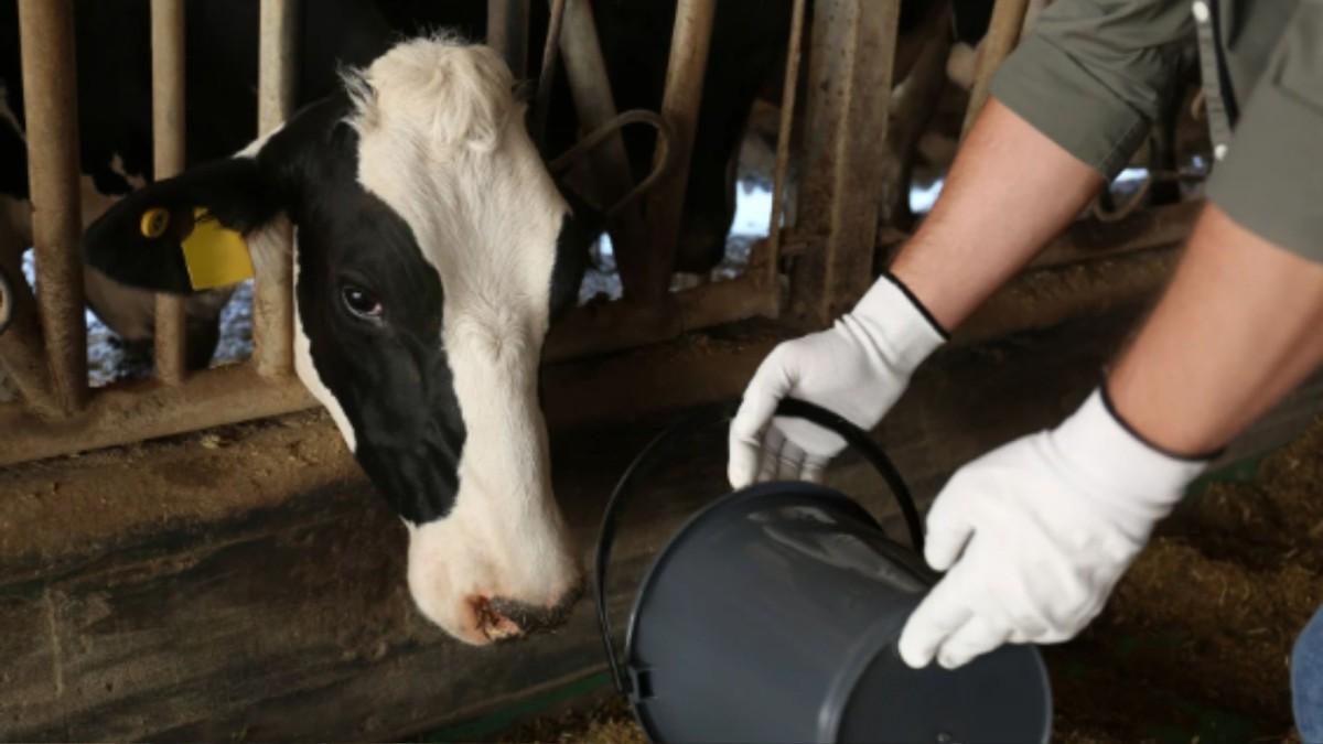 Tarım ve Orman Bakanlığı’ndan hayvanlara kötü muameleye ceza