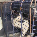 Ağva Deresi'nde mahsur kalan kedi kurtarıldı