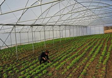 Kocaeli'de seracılık, Büyükşehir'le yaygınlaşıyor