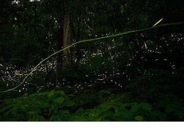 'Doğanın Işıltısı', 7 Haziran Pazar Saat 20.00'de National Geographic WILD Ekranlarında İzleyicilerle Buluşuyor!